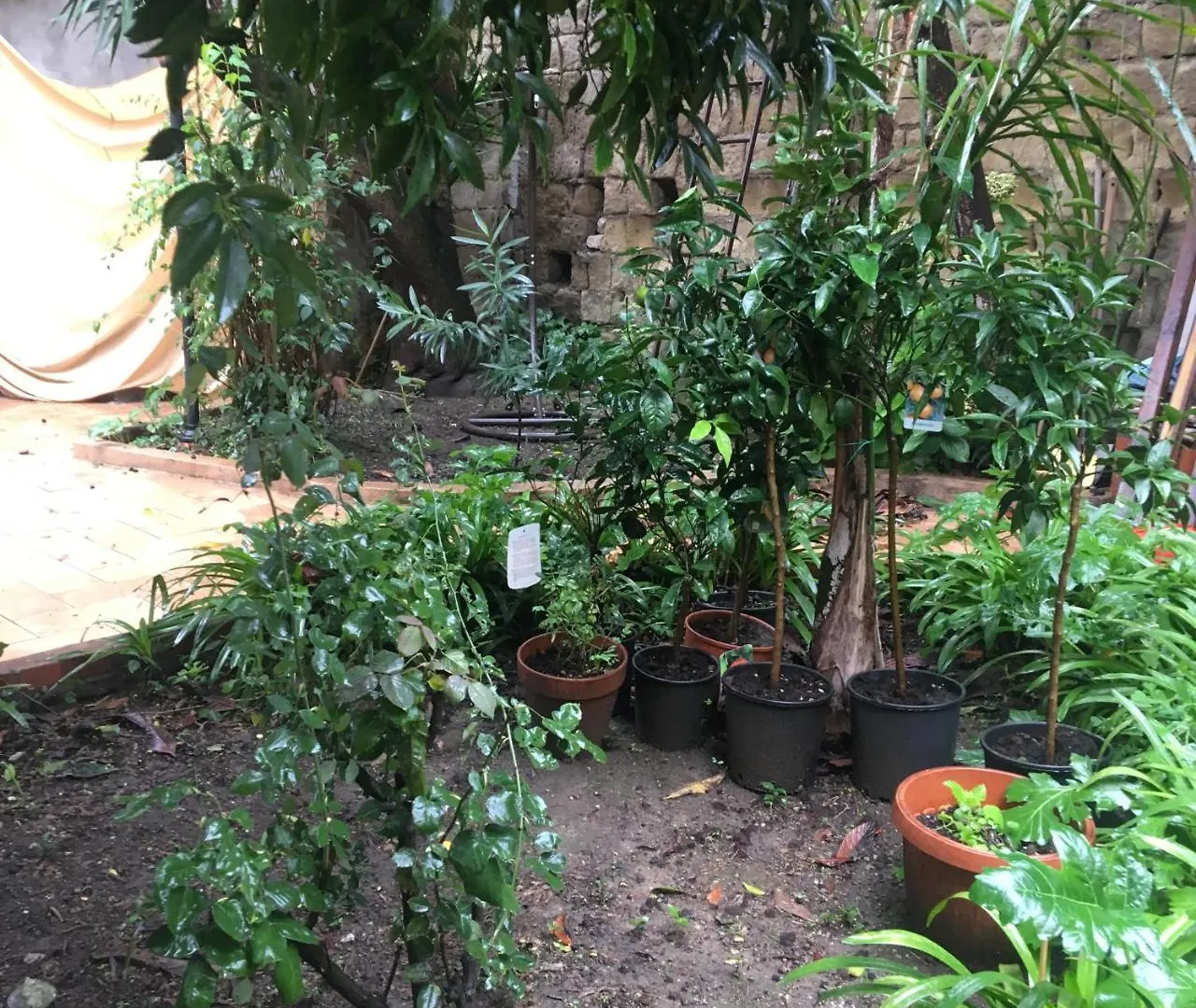 Bed & Breakfast Bed and Breakfast Il Giardino di Daphne Napoli